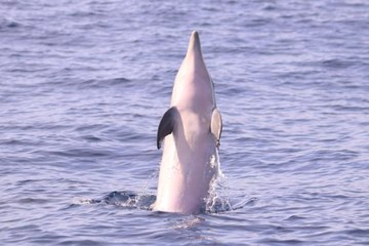 Whale and Dolphin Watching in Calheta, Madeira Island image