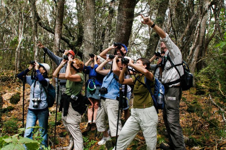 Hakalau Forest Reserve Bird Watching Adventure image