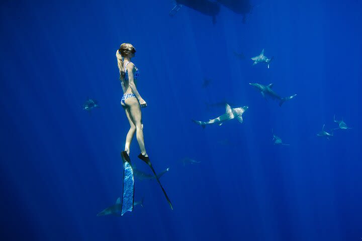 Snorkel with sharks in Hawaii with One Ocean Diving image