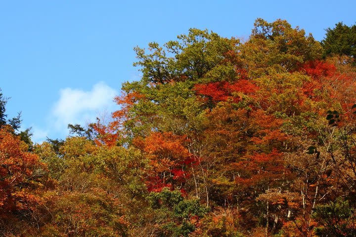 Day Tour to Japanese Hot Spring with Semi-Private vehicle image