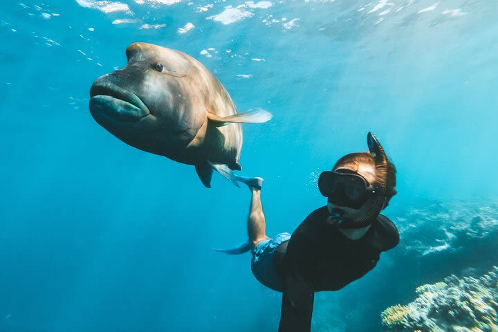 Great Barrier Reef Day Cruise to Reefworld image