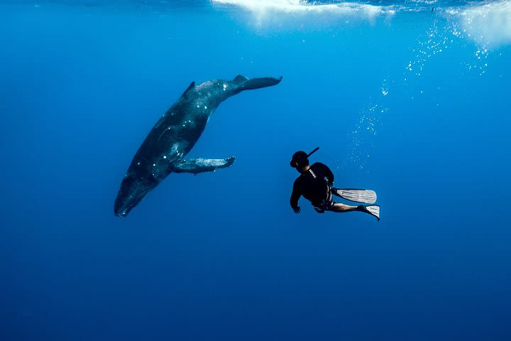 Swim with humpback whales  image