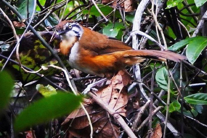 Bach Ma National Park Tour with Special Bird Whistle Guide image