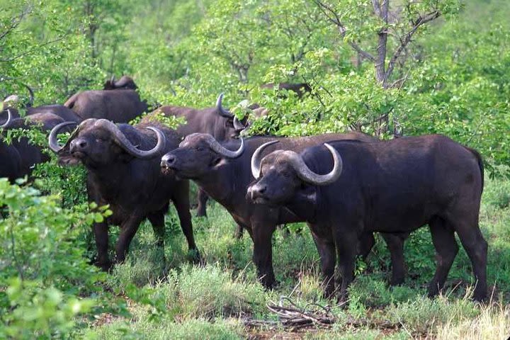 Kruger National Park Safari Full-Day Tour image
