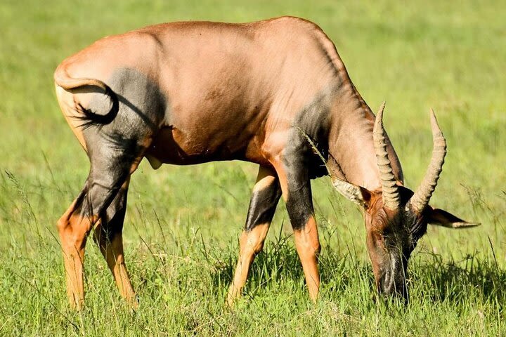 6 Days Great Migration Safari image