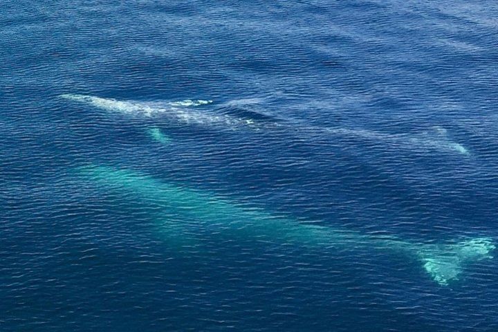 Spring Wildlife Cruise image