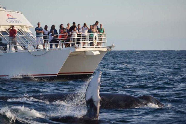 Whale Concert Discovery in Los Cabos image