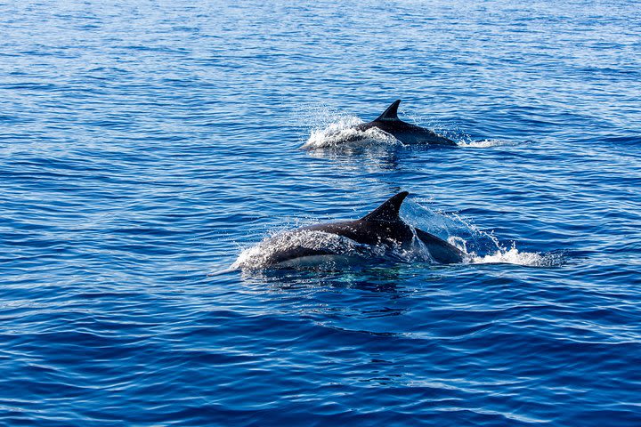 Catalina Island Sealife Safari image