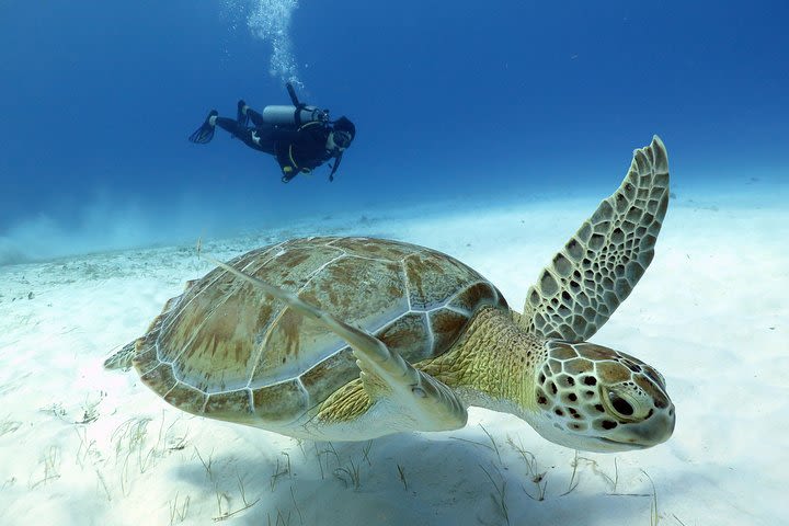 2-Tank Morning or Afternoon Dives in Playa del Carmen certified Divers Only image