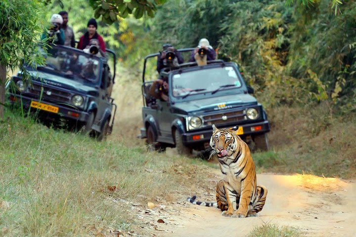 Wildlife of Central India image