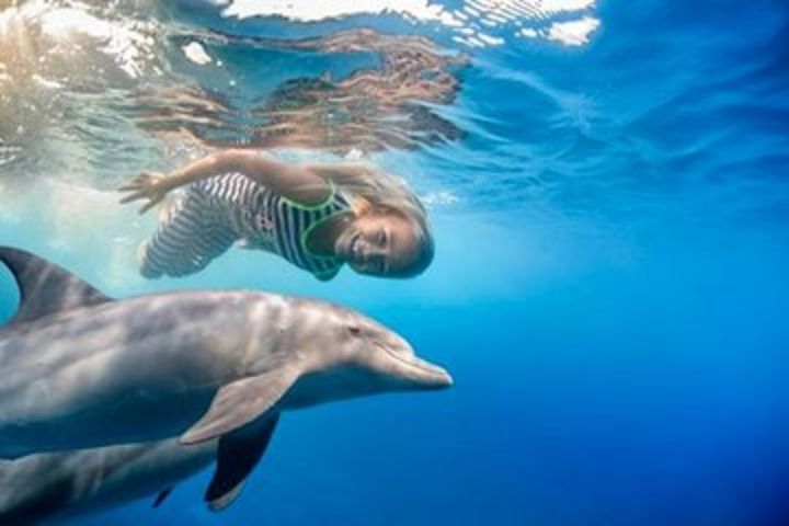 Dolphin House Sea Trip - HURGHADA  image