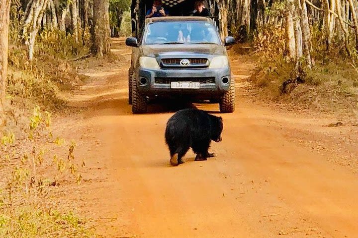 Private Udawalawe Nationalpark Jeep-Safari image