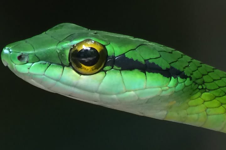 Night Tour Manuel antonio or Monteverde  image