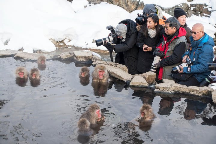 Full-Day Private Nagano Tour: Zenkoji Temple, Obuse, Jigokudani Monkey Park image