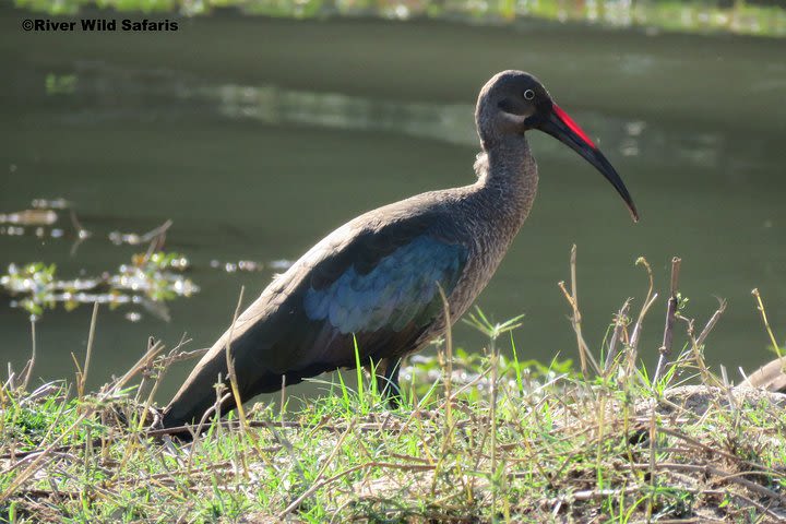 Birding Safari (AM/PM) - River Wild Safaris image