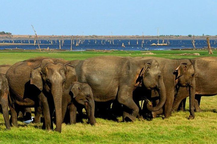 Jeep Safari To One Of National Park, Where You See Lot Of Animals On That Day image