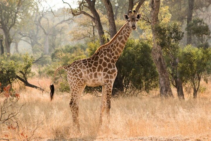 Chobe Day trip  image