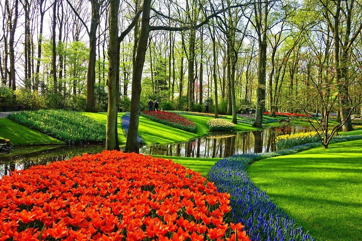 Private tour to Keukenhof tulip fields, Giethoorn and Windmills from Amsterdam image