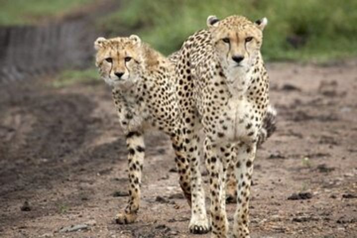  5 Day Safari in Tarangire, Serengeti and Ngorongoro Wonders image