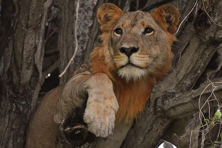 10 days Uganda Gorillas and Game safari image