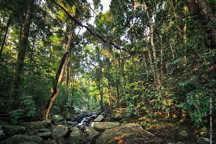 Sinharaja Rain Forest Day Tour image