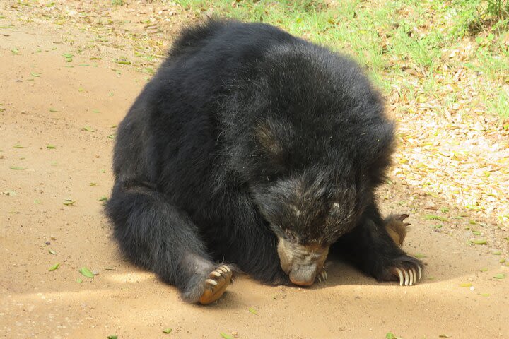 Yala National Park Safari Tours (Full Day/HalfDay/4 Hours)  image