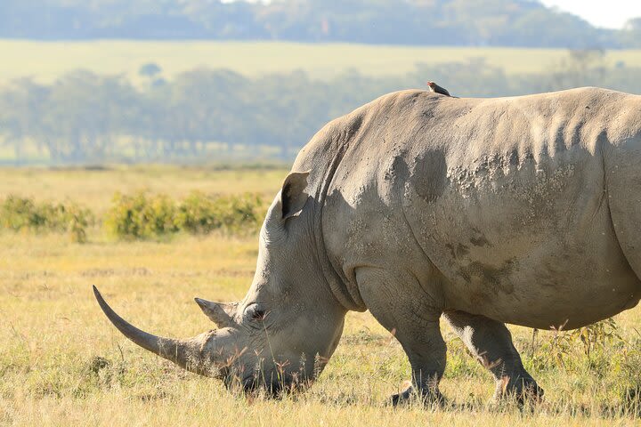 3-Day Safari in Serengeti & Ngorongoro(Mid-range) image