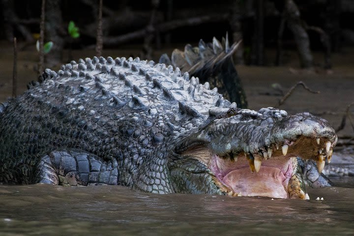 Private Daintree Mossman Gorge Exclusive Nature and Wildlife Focus  image