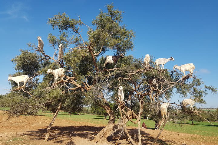 Private Day Trip from Marrakech to Essaouira City image