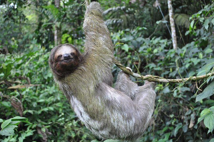 Hanging Bridges, La Fortuna Waterfall, Typical lunch and Arenal Volcano Hike image