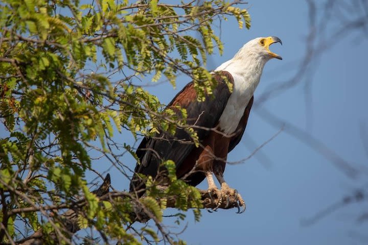 3 Days Explore Selous Game Reserve + Boat safari + bushman walking image