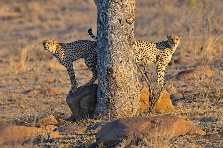 1 Day Skukuza Wildlife Photographic Safari - Kruger National Park image