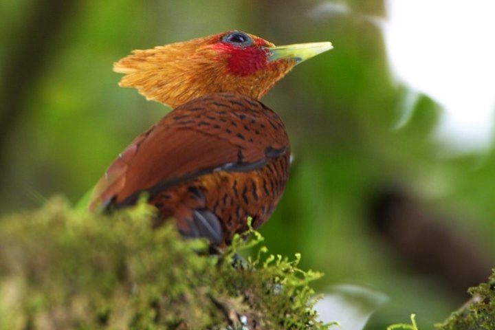 Bird-Watching Tour from San Jose to Braulio Carrillo image