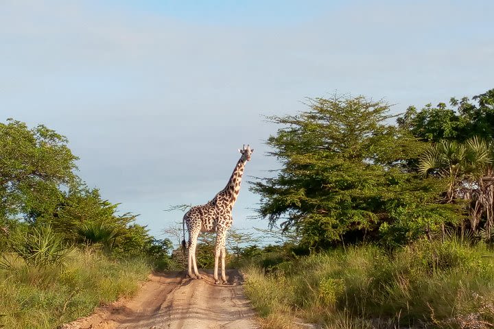 3 Days Safari to Saadani National Park + Boat Safari from Dar es Salaam image