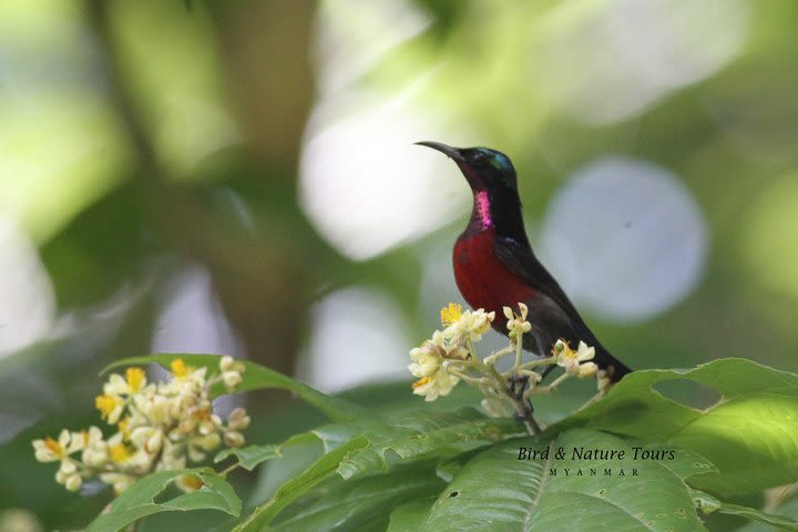 Half-Day Bird Watching Tour in Yangon image