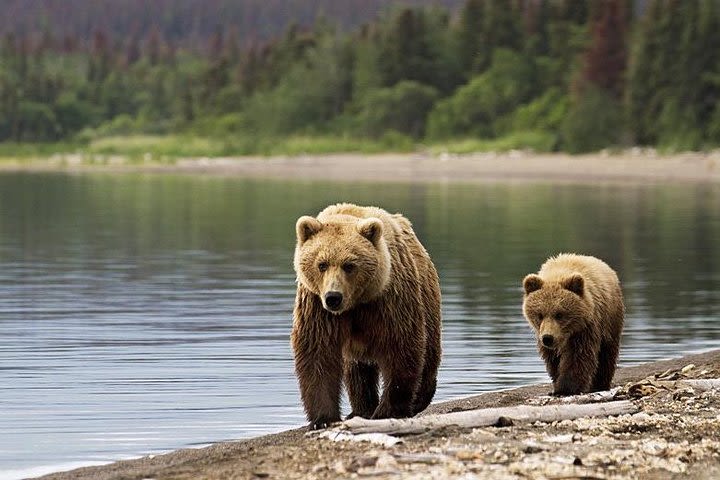 Bear Watching in Transylvania 2-Day Tour image