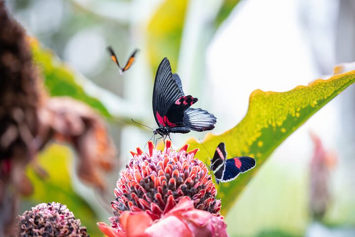 Houston Cockrell Butterfly Center Admission image