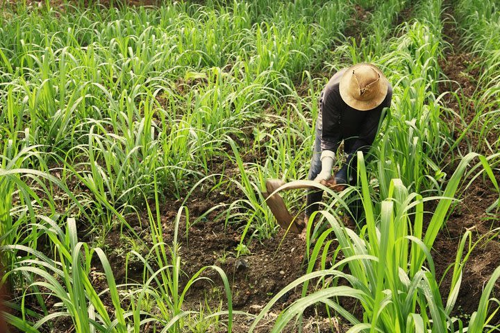 Tea & Sugarcane Plantation Colonial Tour ( Private Chauffeur-Driven Sedan) image