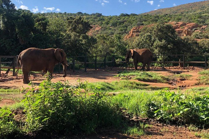 Elephant Sanctuary Tour: Hartbeespoort image