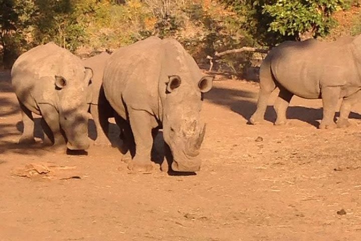 Game Drive and Rhino Walk Safari image