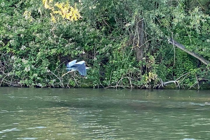 Explore Bird & Marine Wildlife private Boat Tour in English image