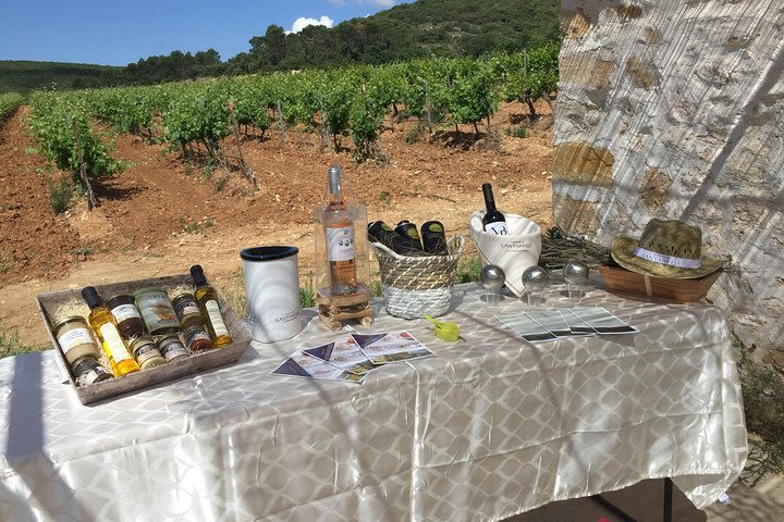 Discovery of a Provencal vineyard and tasting at the shed, in the heart of the vineyards image