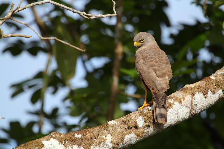 Birdwatching at Mundo Aventura Natural Park image