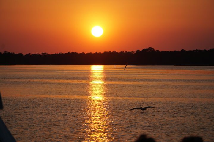 Dolphin and Nature Sunset Cruise from Orange Beach image