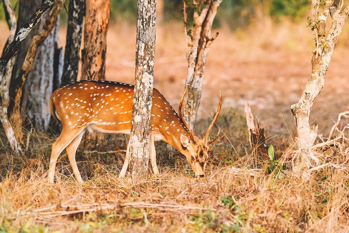 Yala National Park Day Tour image