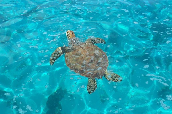 Glass Bottom Boat Tour of Moorea image