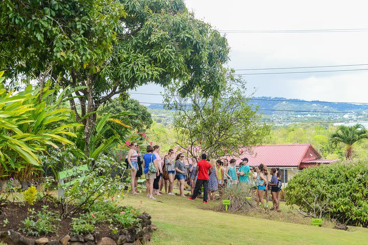 Essence of St Lucia Heritage Experience image