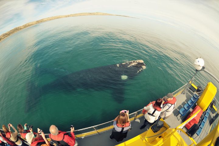 Underwater Whale Watching in Puerto Piramides image