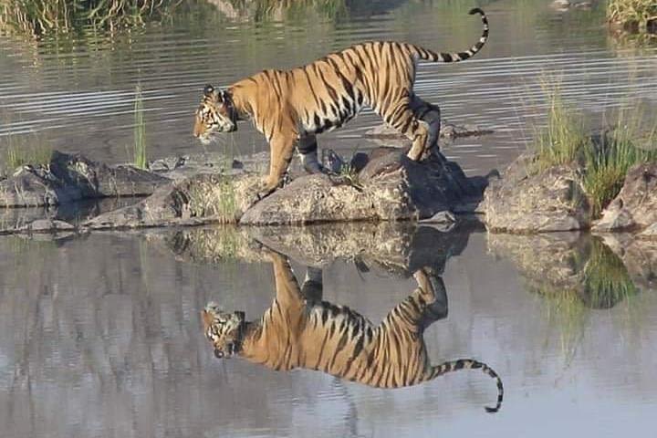 Safari At Panna Tiger Reserve, Jungle Safari At Panna Tiger Reserve. image