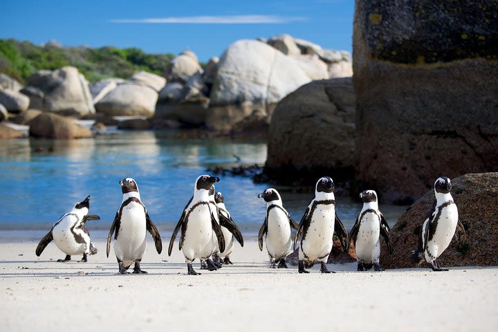 South Africa, Cape Town, Cape Peninsula Penguin Full Day Tour image